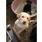 Labrador Retriever Welpen - Rüde