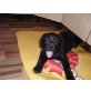 Labrador Retriever Welpen - Rüde