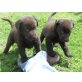 Labrador Retriever Welpen - Rüde