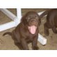 Labrador Retriever Welpen - Rüde