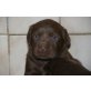 Labrador Retriever Welpen - Rüde