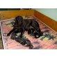 Labrador Retriever Welpen - Rüde