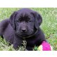 Labrador Retriever Welpen - Rüde