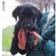 Labrador Retriever Welpen Welpen - Rüde