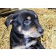 Labrador/Rottweiler&Australian Cattle Dog Welpen - Hündin