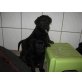 Labrador-Rottweiler Mix Welpen - Rüde