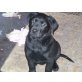 Labrador=Rottweiler Welpen - Rüde