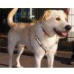 Labrador - Rüde