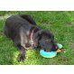 Labrador Rüde lackschwarz, Labrador Retriever Welpen - Rüde