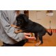 Labrador-Schäfer-Collie Welpen - Hündin