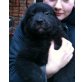 Labrador/Schäfer + Golden Retriver Welpen - Hündin
