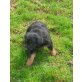 Labrador; Schäferhund - Rüde