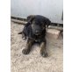 Labrador-Schäferhund Welpen - Hündin