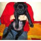 Labrador Schweißhund Welpen - Rüde