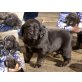 Labrador-Setter-Welpen Welpen - Hündin