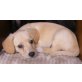 Labrador Spitz Mix Welpen 9 Wochen - Hündin