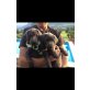 Labrador/Weimaraner  Welpen - Hündin