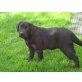 Labrador Welpe Hündin , Labrador Retriever Welpen - Hündin