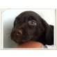 Labrador Welpen, Labrador Retriever Welpen - Rüde