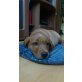 Labrador Welpen Redfox, Labrador Retriever - Rüde