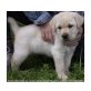 Labrador  Welpen - Rüde