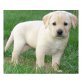 Labrador  Welpen  - Rüde