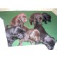Labrador Welpen - Rüde