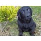 Labrador Welpen reinrassig, Labrador Retriever Welpen - Rüde