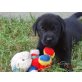 Labrador Welpen reinrassig, Labrador Retriever Welpen - Rüde
