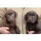 Labrador Welpen schokobraun reinrassig , Labrador Retriever Welpen - Hündin
