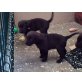 Labrador Wepen, Labrador Retriever Welpen - Hündin