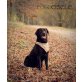 Labrador Wurfplanung 2013, Labrador Retriever - Hündin