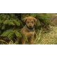 Labrador X Labrador/weißer Schäferhund Welpen - Rüde