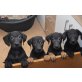 Labrador mix Welpen - Rüde