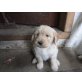 Labrador-pudelschnauzer Welpen - Hündin