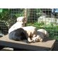 Labrador/schotischer Schäferhund Welpen - Rüde
