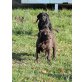 Labrador und Deutsch Langhaar Welpen - Rüde