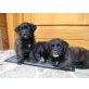 Labrador und Jagdhund - Rüde