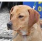 Labrador und Pinscher - Hündin