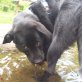 Labrador und Wolfsspitz Welpen - Hündin