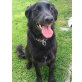 Labrador und golden Retriever  - Hündin