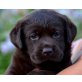 Labrador von Lichtenwald, Labrador Retriever Welpen - Rüde