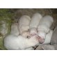 Labrador + weißer Schäferhund Welpen - Rüde