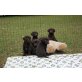 Labrador x Kleiner Münsterländer Welpen - Rüde