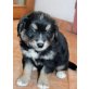 Labradormischling Bub Welpen - Rüde