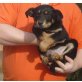 Labradormischling Bub Welpen - Rüde