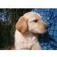 Labradormischling Welpen - Rüde