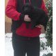 Labradormix-Golden Retriever Hündin sucht neu Welpen - Hündin