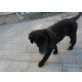 Labradormix Welpen - Hündin