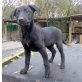 Labradormix Welpen - Hündin
